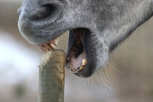 Trouble du comportement : les principaux tics chez le cheval, l'âne et le poney