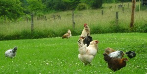 Basse-cour : les poules sont-elles des animaux de compagnie à part entière ?