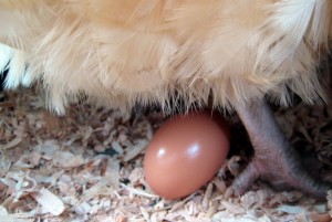 Basse-cour : les poules sont-elles des animaux de compagnie à part entière ?