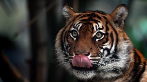 Un code vestimentaire "pas bête" mis en place au zoo de Chessington