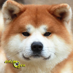 L'Akita Inu, ou Akita ken, chien du patrimoine national japonais 