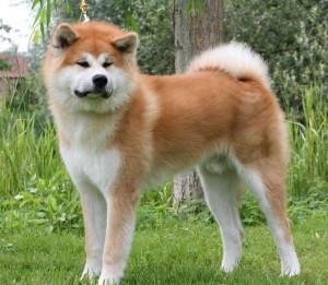 L'Akita Inu, ou Akita ken, chien du patrimoine national japonais 