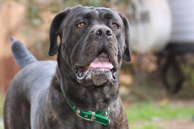 Le Cane Corso Noble Chien De Cour Italien Animogen