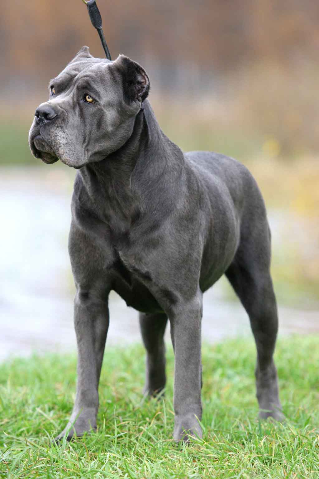 Le Cane Corso, noble chien de cour italien animOgen