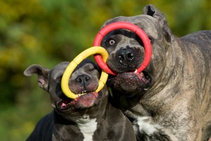 Le Cane Corso, noble chien de cour italien