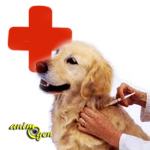 Santé : la maladie de Carré chez le chien (causes, symptômes, prévention, traitement)