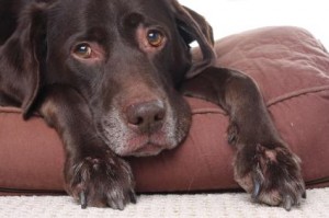 Santé : la maladie de Carré chez le chien (causes, symptômes, prévention, traitement)