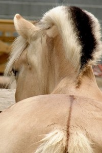 Le Fjord, ou poney des Fjords norvégiens