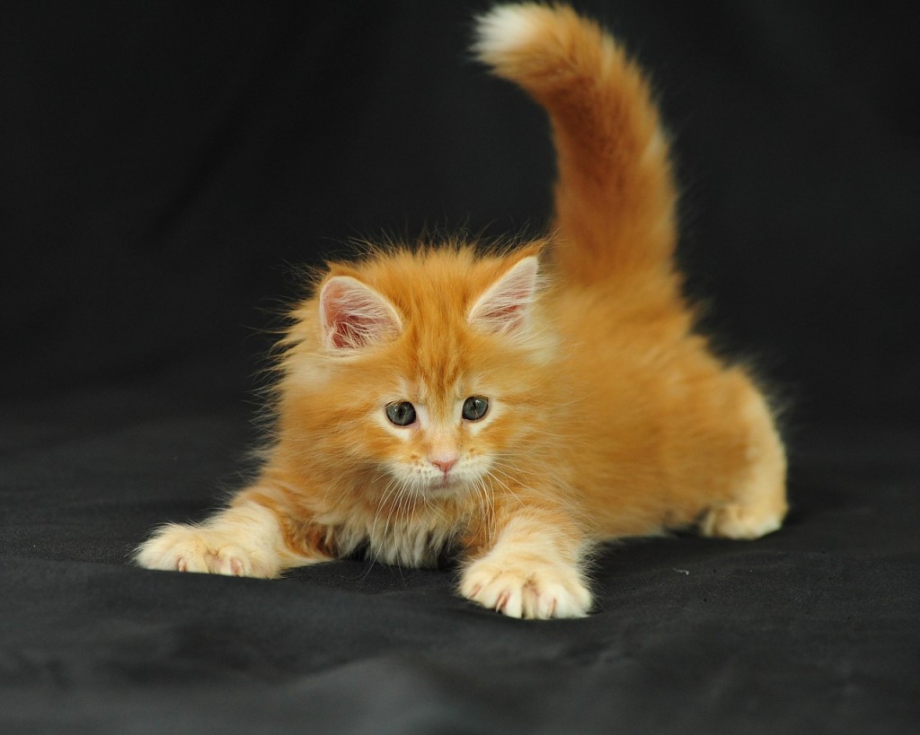 Avec le Maine Coon, mettez un "tigre" dans votre bonheur