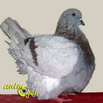 Le Mondain français, un majestueux pigeon de forme