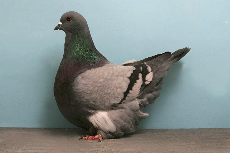 Le Mondain français, un majestueux pigeon de forme