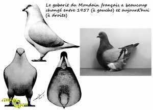 Le Mondain français, un majestueux pigeon de forme