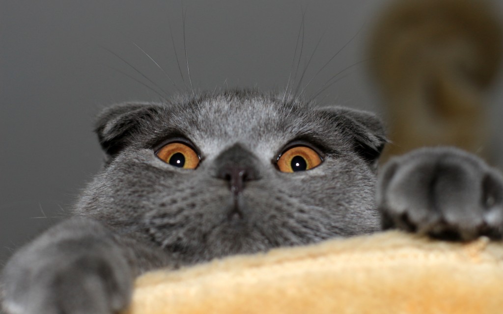 Le Scottish Fold, un chat qui ne laisse pas indifférent