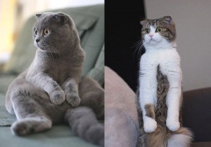 Le Scottish Fold, un chat qui ne laisse pas indifférent