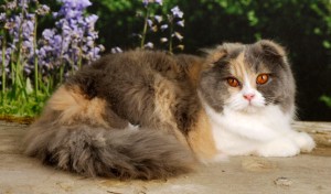 Le Scottish Fold, un chat qui ne laisse pas indifférent