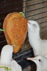 Alimentation, recette de biscuits aux graines pour oiseaux exotiques, pigeons et colombes