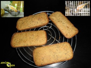 Alimentation, recette de biscuits aux graines pour oiseaux exotiques, pigeons et colombes