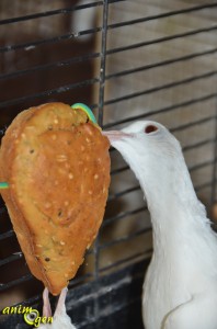 Alimentation, recette de biscuits aux graines pour oiseaux exotiques, pigeons et colombes