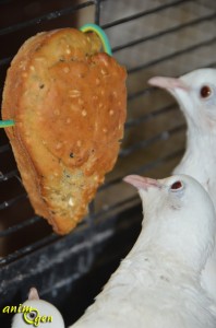 Alimentation, recette de biscuits aux graines pour oiseaux exotiques, pigeons et colombes