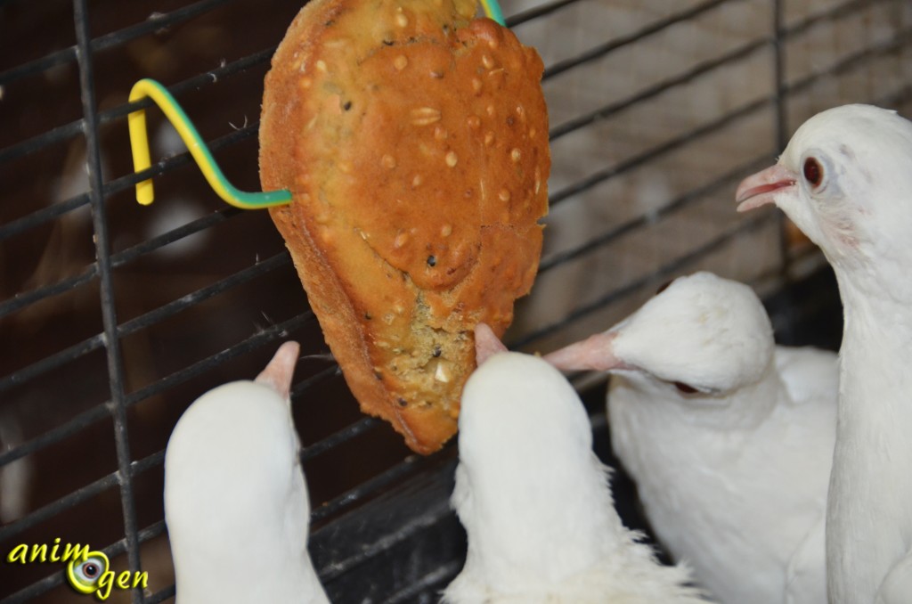 Alimentation, recette de biscuits aux graines pour oiseaux exotiques, pigeons et colombes