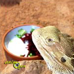 Santé : le manque d'appétit chez les reptiles (causes, symptômes, solutions)