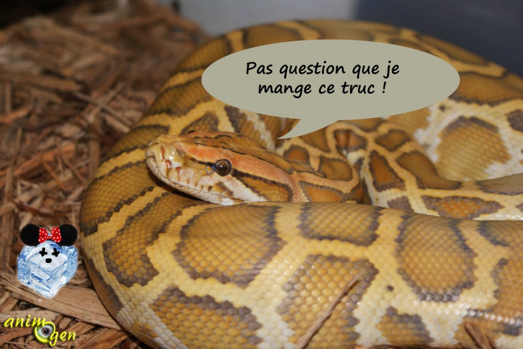 Santé : le manque d'appétit chez les reptiles (causes, symptômes, solutions)