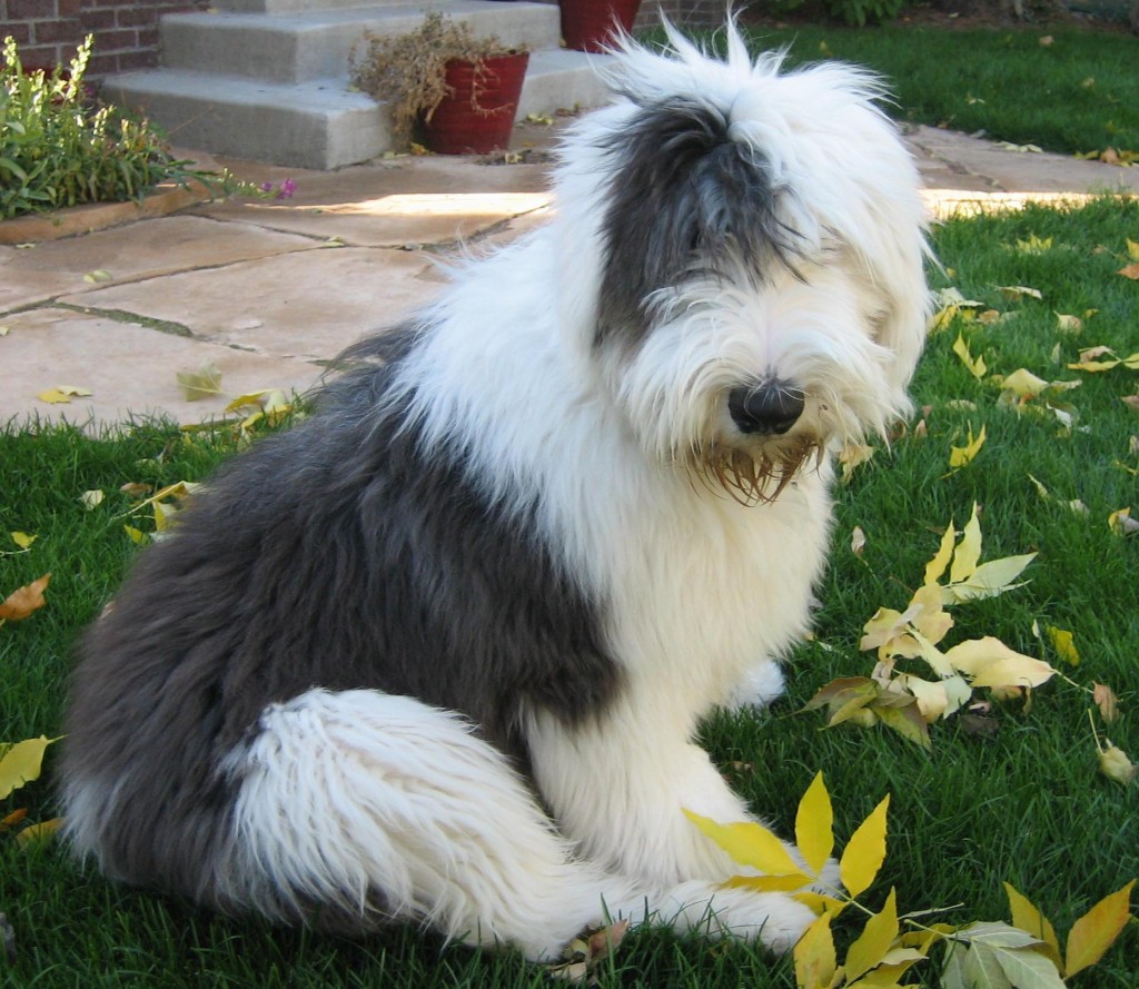 Le Bobtail, une race ancienne de chien de berger