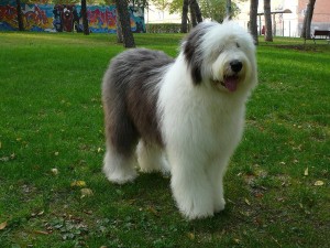 Le Bobtail, une race ancienne de chien de berger