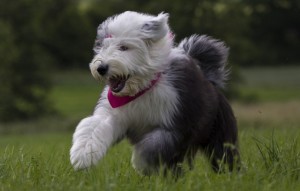 Le Bobtail, une race ancienne de chien de berger