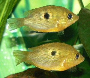 Le Chromide orange, ou Etroplus maculatus