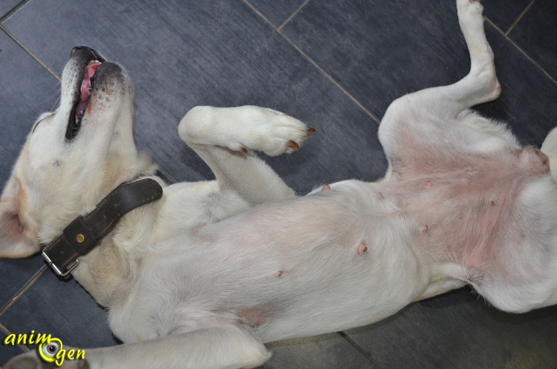 Comportement Pourquoi Les Chiens Enroulent Ils Leur Corps Pour Dormir Animogen