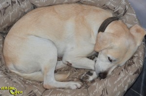 Comportement : pourquoi les chiens enroulent-ils leur corps pour dormir ?