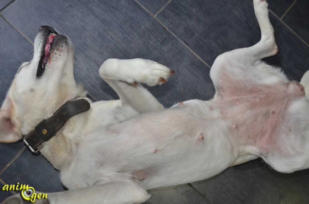 Comportement : pourquoi les chiens enroulent-ils leur corps pour dormir ?