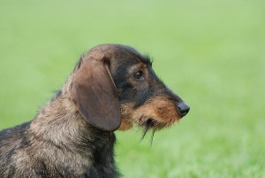 Le Teckel, ou Dachshund, de petites pattes pour une grande personnalité