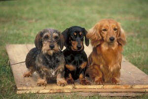 Le Teckel, ou Dachshund, de petites pattes pour une grande personnalité