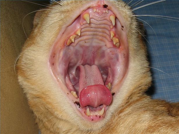 Les problèmes dentaires chez les chats : causes, symptômes, traitements