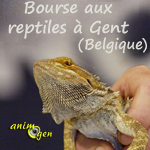 Bourse aux reptiles à Gent (Belgique), le dimanche 27 octobre 2013