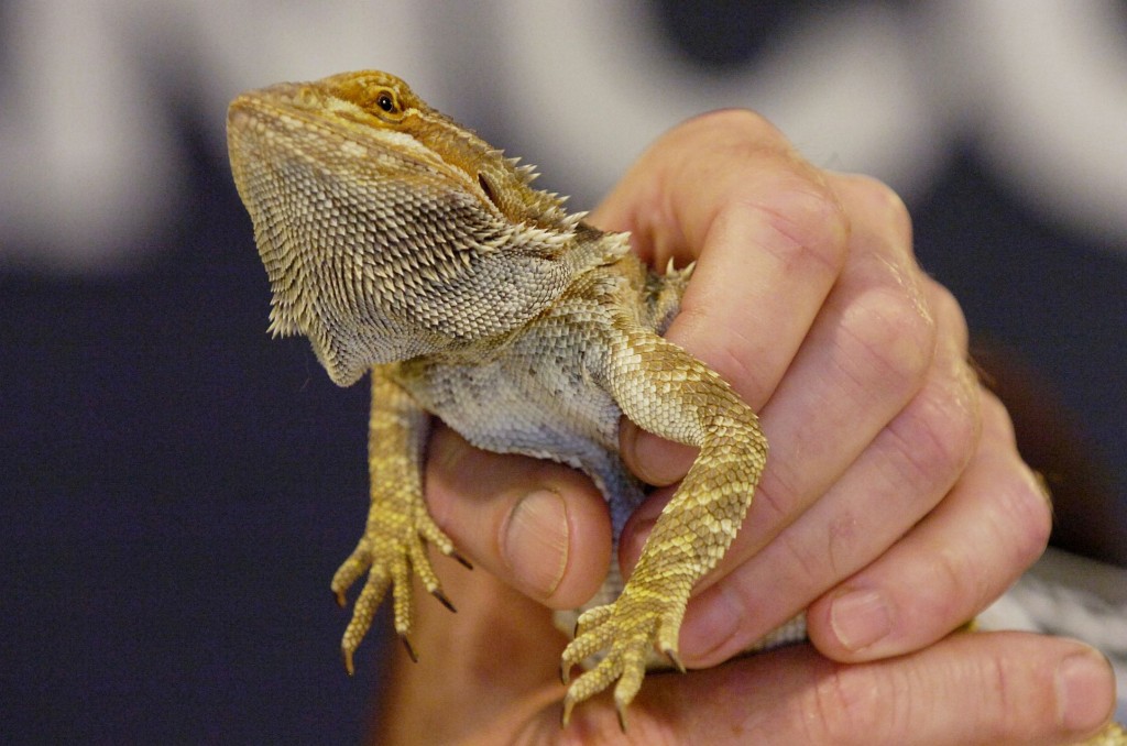 Bourse aux reptiles à Gent (Belgique), le dimanche 27 octobre 2013