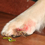 Santé : que faire en cas de cassure ou d'hémorragie des griffes de nos chiens ?