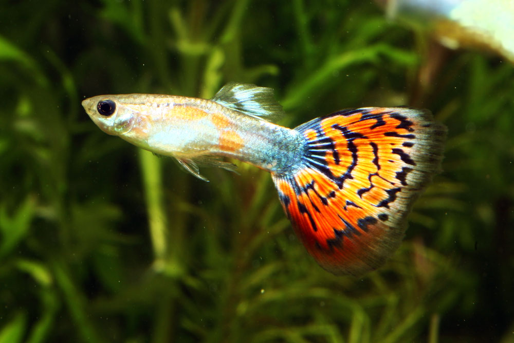 Petit Bébé Guppy Poisson Jeune Poecilia Reticulata Aquarium Poisson Sous  L'eau Piscine Macro Proche Photo stock - Image du natation, animal:  264922706