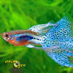 Le guppy, ou Poecilia reticulata, poisson d'eau poisson star des aquariums