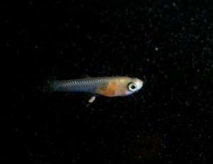 Le guppy, ou Poecilia reticulata, poisson d'eau poisson star des aquariums