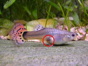 Le guppy, ou Poecilia reticulata, poisson d'eau poisson star des aquariums