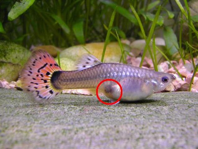 TIPOS DE REPRODUCCION DE PECES tipos de reproduccion de peces: