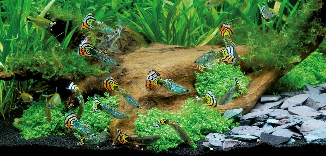 Le guppy, ou Poecilia reticulata, poisson d’eau douce poisson star des aquariums animOgen