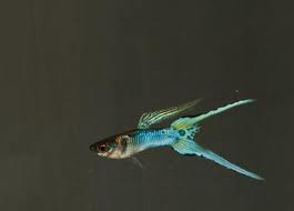 Le guppy, ou Poecilia reticulata, poisson d'eau poisson star des aquariums