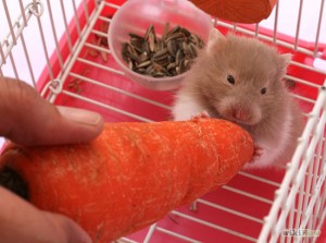 Alimentation : comment bien nourrir un hamster ?