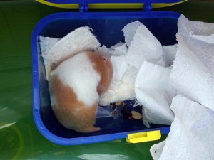 Comportement : l'abandon du nid par le hamster syrien, ou hamster doré