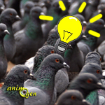 Education : les pigeons sont-ils intelligents ?