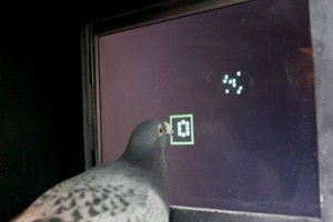 Education : les pigeons sont-ils intelligents ?